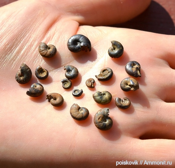 аммониты, головоногие моллюски, Крым, Ammonites
