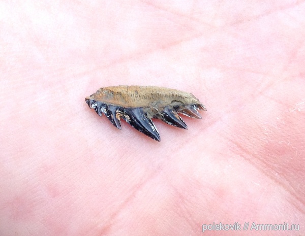 рыбы, зубы, Крым, зубы акул, Notidanodon, Hexanchiformes, fish, teeth, shark teeth, Notidanodon lanceolatus