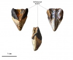 Hadrocheilus (Dentatobeccus Shimansky)