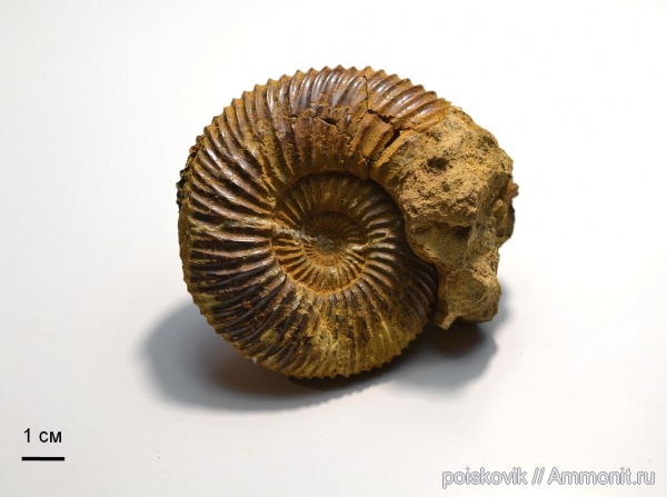аммониты, головоногие моллюски, Speetoniceras, Крым, готерив, баррем, нижний баррем, Ammonites, верхний готерив, Hauterivian, Speetoniceras aeurbachi