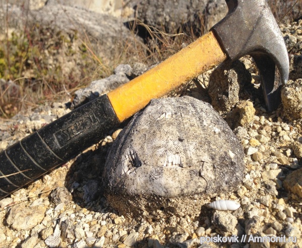 морские ежи, иглокожие, эоцен, Крым, Conoclypus