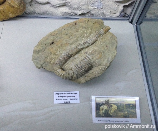 аммониты, гетероморфные аммониты, музеи, альб, Крым, Балаклава, верхний альб