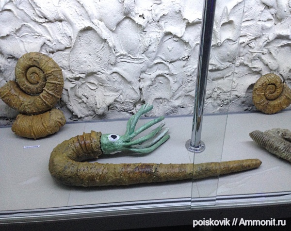 аммониты, гетероморфные аммониты, музеи, Крым, готерив, Балаклава