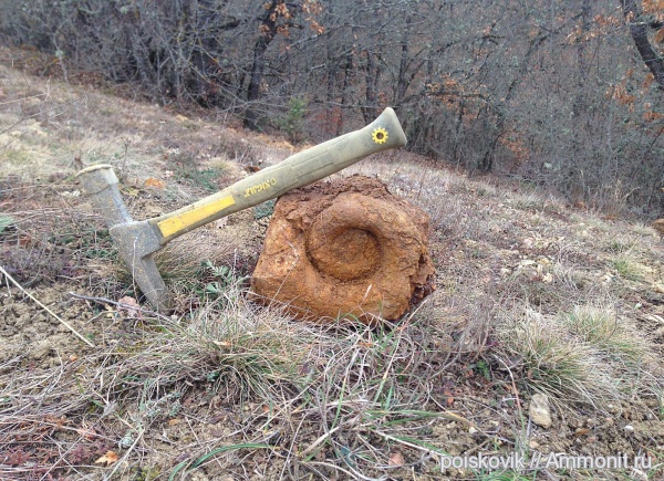 аммониты, гетероморфные аммониты, головоногие моллюски, Крым, Ammonites, heteromorph ammonites