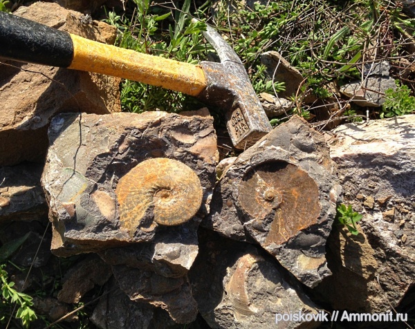 аммониты, головоногие моллюски, Крым, Ammonites, Балаклава, Anahoplites planus, Anahoplites, эрратические валуны