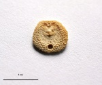Danocrania tuberculata (Nilsson)