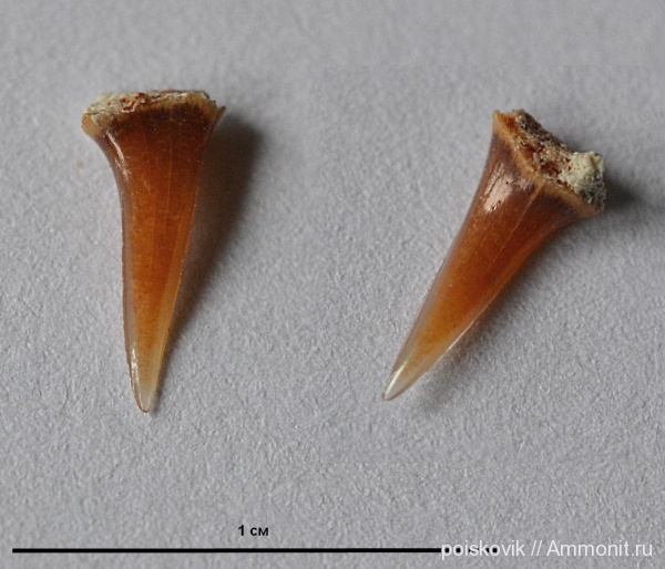 рыбы, зубы, Крым, зубы акул, Балаклава, fish, teeth, shark teeth