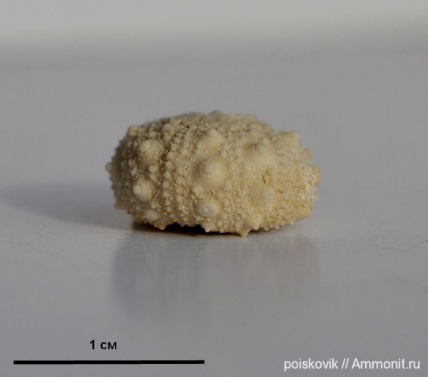 морские ежи, иглокожие, Крым, Балаклава