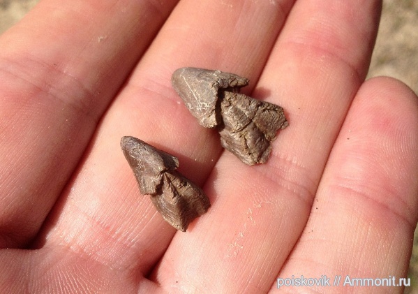 головоногие моллюски, Крым, апт, Aptian