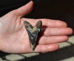 Нижний передний зуб Otodus [ Carcharocles ] sokolovi