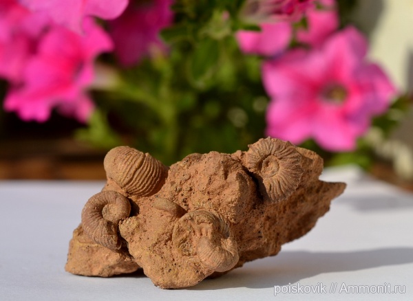 аммониты, головоногие моллюски, Крым, баррем, нижний баррем, Holcodiscus, Ammonites