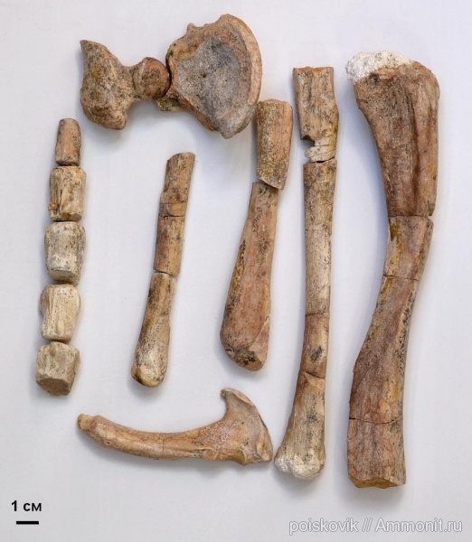 позвоночные, млекопитающие, Крым, тюлени