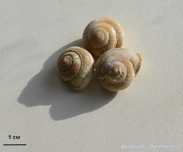 гастроподы, брюхоногие моллюски, Крым