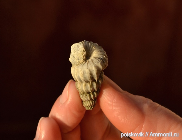 гастроподы, брюхоногие моллюски, Крым