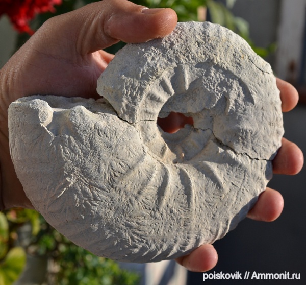 аммониты, головоногие моллюски, маастрихт, Крым, Ammonites, Pachydiscus