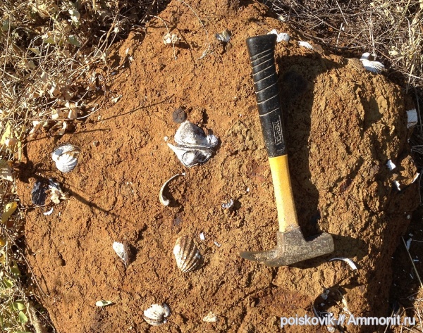 двустворки, двустворчатые моллюски, Крым