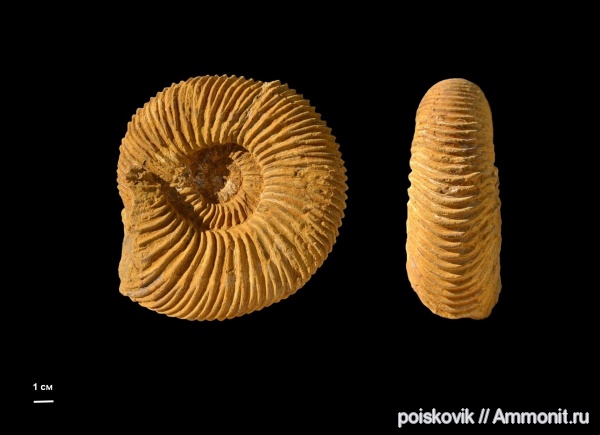 аммониты, головоногие моллюски, Speetoniceras, Крым, баррем, нижний баррем, Ammonites, Speetoniceras speetonensis, Hauterivian