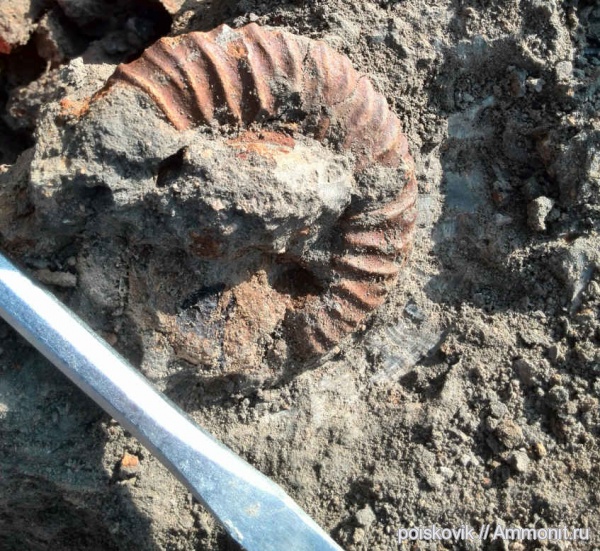 аммониты, головоногие моллюски, берриас, Ammonites, Балаклава, Berriasian