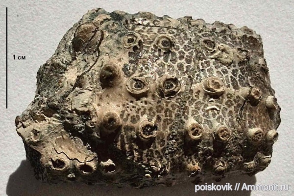 членистоногие, альб, Крым, крабы, Балаклава, эрратические валуны, верхний альб, Necrocarcinus