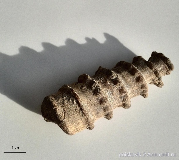 гастроподы, брюхоногие моллюски, Крым, Nerinea