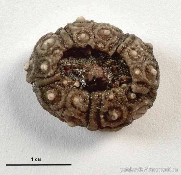 морские ежи, иглокожие, Крым, Балаклава