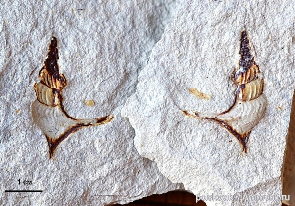 гастроподы, брюхоногие моллюски, Крым, Балаклава