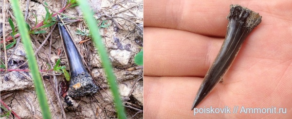 рыбы, зубы, акулы, Sphenodus, Крым, fish, teeth, sharks