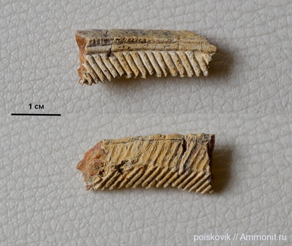 рыбы, зубы, Крым, скаты, fish, teeth