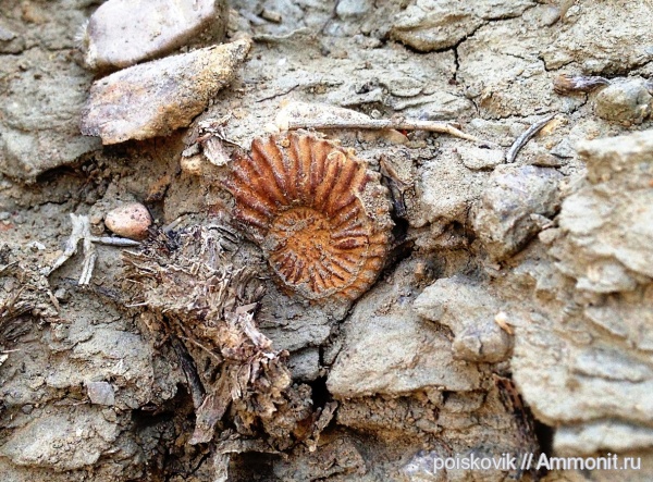 аммониты, головоногие моллюски, Крым, Ammonites