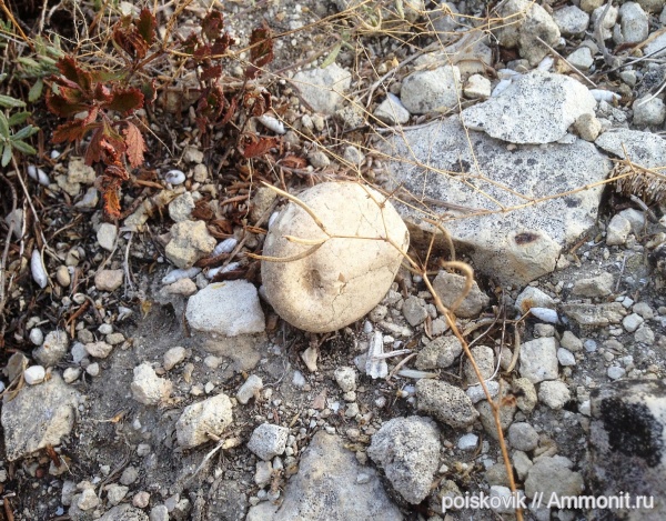 морские ежи, иглокожие, Крым