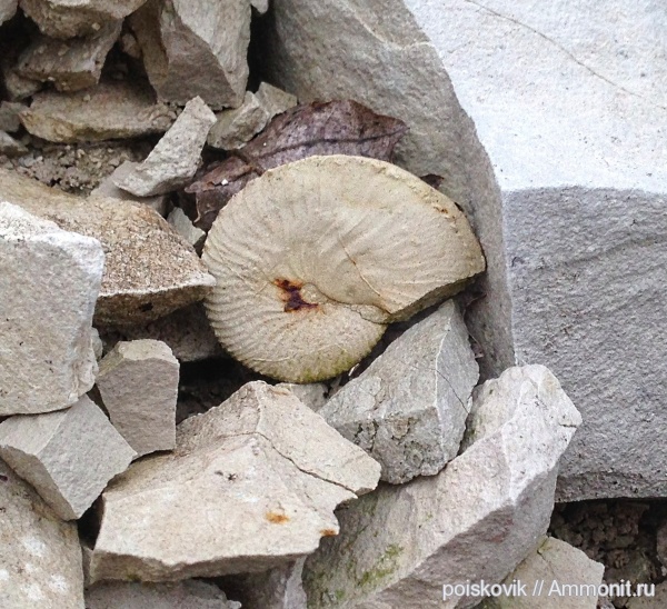 аммониты, головоногие моллюски, Крым, Ammonites, Балаклава, Hoploscaphites