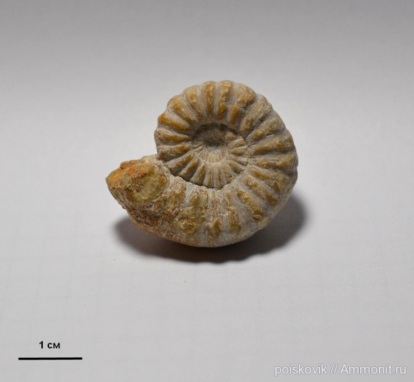 аммониты, головоногие моллюски, Крым, Ammonites, синемюр, Sinemurian