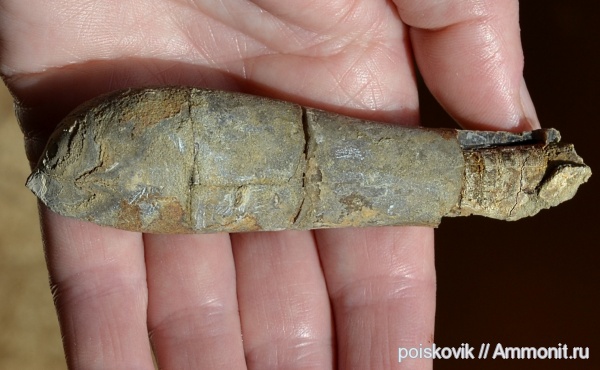 белемниты, головоногие моллюски, Крым, дювалии