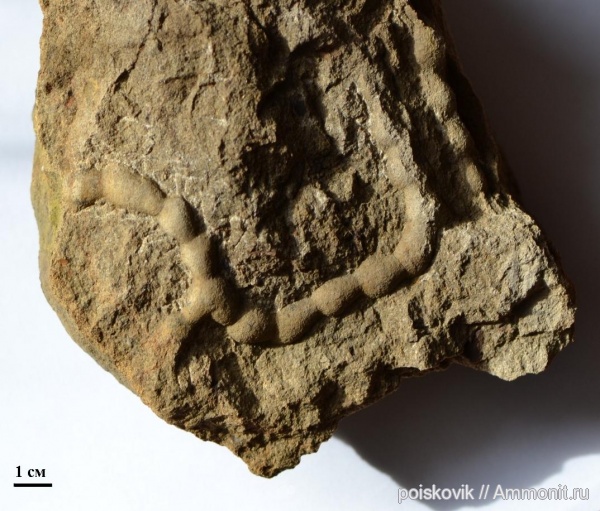 альб, Крым, ихнофоссилии, Балаклава, эрратические валуны, верхний альб