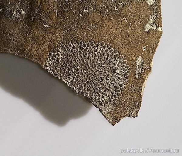 Крым, ихнофоссилии, Балаклава