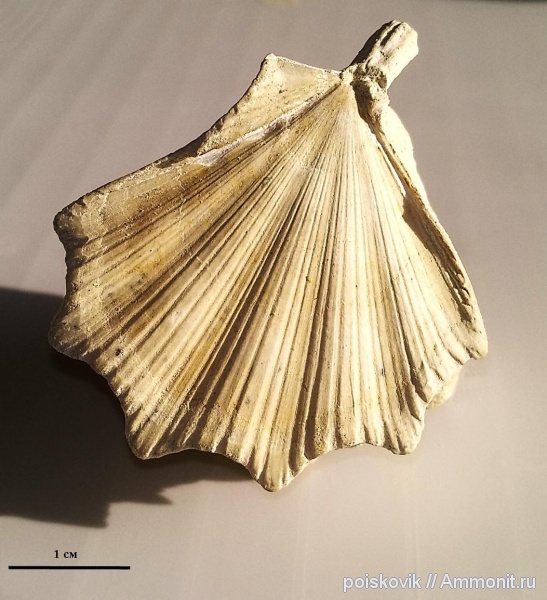 двустворчатые моллюски, маастрихт, Крым, Neithea