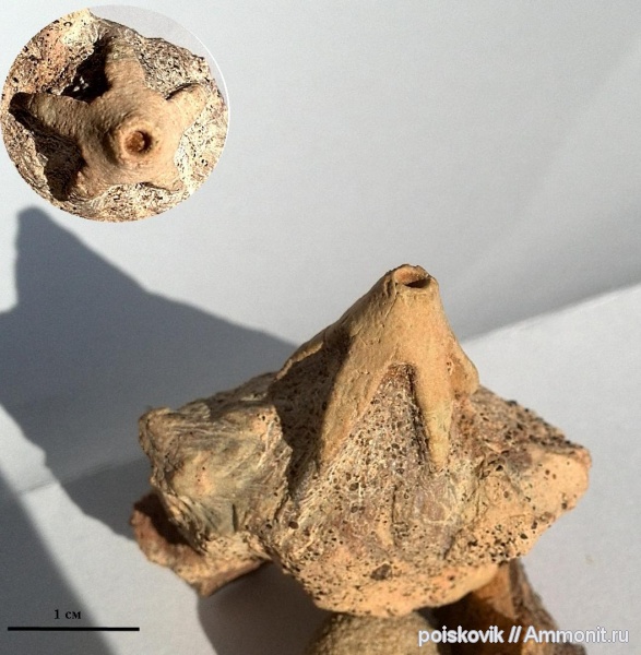 морские лилии, иглокожие, Крым, баррем, нижний баррем, Crinoidea