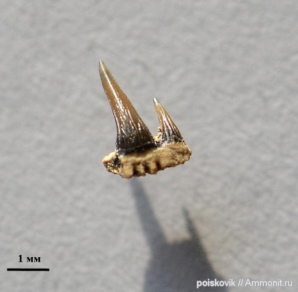 рыбы, Крым, апт, зубы акул, Paraorthacodus