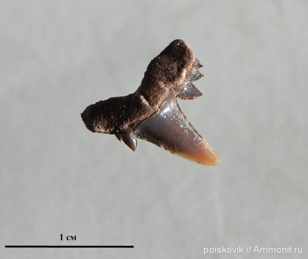 рыбы, зубы, Крым, Балаклава, Serratolamna, Serratolamna serrata