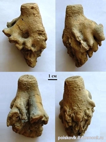 морские лилии, иглокожие, берриас, Крым, Балаклава, Apiocrinus, holdfast, Холдфаст, Apiocrinus chukuensis