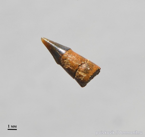 рыбы, зубы, берриас, Крым, Балаклава, Amiidae