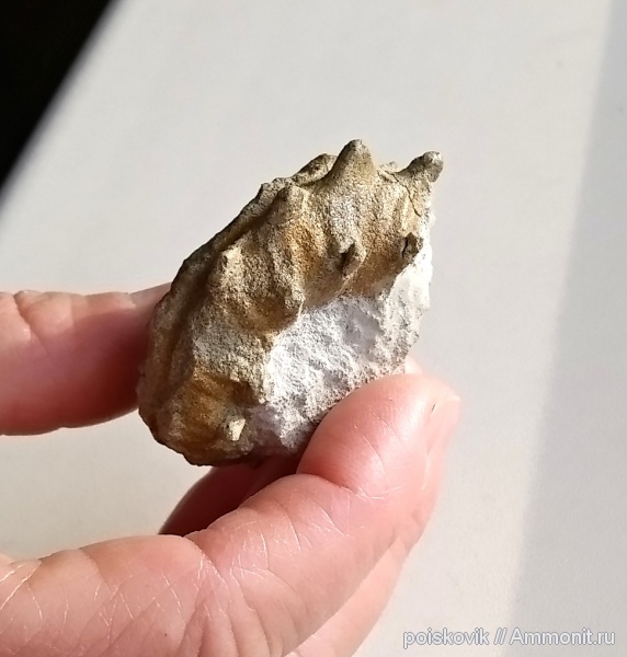 аммониты, головоногие моллюски, альб, Крым, Балаклава, Euhoplites, верхний альб