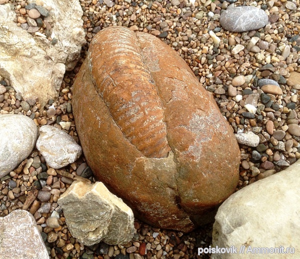 аммониты, головоногие моллюски, Крым, Балаклава