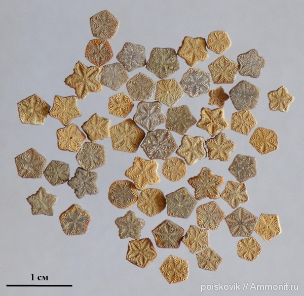 морские лилии, иглокожие, Крым, Балаклава, Isocrinus