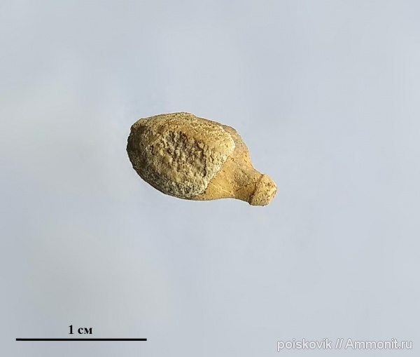 морские ежи, иглокожие, Крым, Балаклава