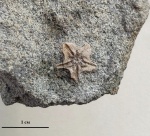 Фрагмент морской лилии