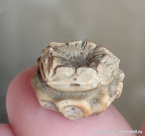 морские лилии, иглокожие, берриас, Крым, Балаклава, Comatulida