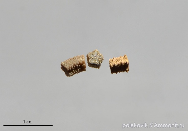 морские лилии, иглокожие, Крым, Балаклава, Isocrinus, Isocrinus neocomiensis