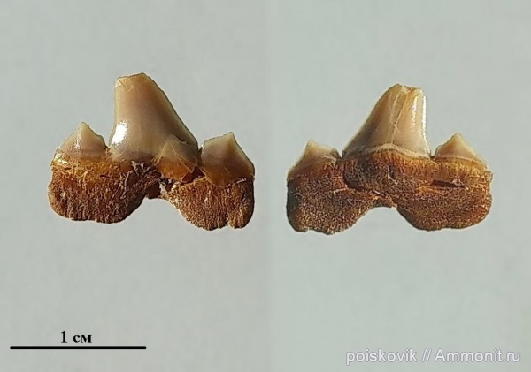 Крым, Cretalamna, зубы акул, Cretalamna appendiculata, Балаклава