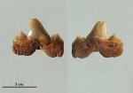 Зуб акулы Cretalamna appendiculata